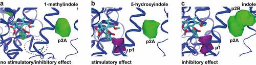 Figure 5. Comparison of 5-hydroxyindole possible binding sites in L-type voltage-gated calcium channels to other 5-hydroxyindole analogues. (a – c) Comparison of the pockets observed for all the ligands with no stimulatory/inhibitory effect (1-methylindole) (a), stimulatory effect (5-hydroxyindole) (b) and inhibitory effect (indole) (c) in subunit α1 that are around nifedipine (molecular structure in cyan color). Pockets p1 and p2 (p2A and p2B) are showed in purple and in green, respectively.