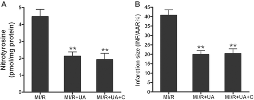 Figure 8.  Nitrotyrosine production (A) and infarction size (B) in rats subjected to MI/R with different treatments. MI/R: myocardial ischemia/reperfusion (30 min/3 h); UA: uric acid; C: catalpol. Values presented are means ± SEM. n = 6. **p < 0.01 vs. MI/R.