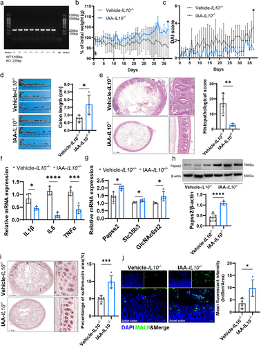 Figure 5. IAA supplementation ameliorated the spontaneous colitis and promoted mucin sulfation in IL10-/- mice.