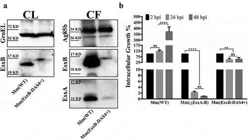 Figure 1. Mm(EsxB-DAS4+) has a reduced expression and secretion of EsxB-DAS4+, but it still exhibited a higher intracellular survival than Mm(ΔEsxA:B). (a) The culture filtrates (CF) and cell lysates (CL) of Mm(WT) and Mm(EsxB-DAS4+) were applied to SDS-PAGE, and the expression and secretion of EsxB or EsxB-DAS4+ were detected with Western blots by using anti-EsxB serum. The secretion of EsxA in CF was detected with anti-EsxA antibody. GroEL and Ag85B were also detected as the controls for CF and CL, respectively. (b) WI-26 cells were infected with Mm(WT), Mm(EsxB-DAS4+) and Mm(ΔEsxA:B) at MOI = 2, respectively. At 2, 24 and 48 hpi, the cells were lysed for CFU counting. For each strain, the CFU at 24 and 48 hpi was calculated to the percentage of the CFU at 2 hpi. The experiment was replicated three times and the data is presented as mean ± SD. The statistical analysis was performed with One-way ANOVA method, followed by Holm-Sidak multiple comparisons. **P< 0.01, ****P< 0.0001