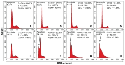 Figure 5 Results of apoptosis and cell cycle analysis in normal cells and CD44 knockdown cells that were treated with doxorubicin at 0 (A, E), 1 (B, F), 3 (C, G), and 6 (D, H) μg/mL.