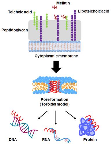 Figure 1 The proposed mechanism of Mel on bacterial cells. The possible mechanisms of most antimicrobial peptides (AMPs) target cell membranes through the negatively charged bacterial cell envelopes. Mel-induced pore formation is based on a toroidal model. Apart from the membrane destruction, the peptides may exert antibacterial activity by interactions with intracellular targets, which can be DNA, RNA and proteins, thus disrupting intracellular processes.