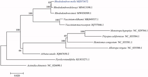 Figure 1. Maximum-likelihood phylogenetic tree for Rhododendron molle based on coding sequences shared by all species. Actinidia chinensis (NC_026690.1) were used as outgroup. The support values are shown at the branches.