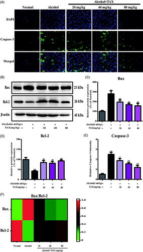 Figure 6. TAX treatment reduces alcohol-induced apoptosis of hepatocytes. (A) Liver cells stained with immunofluorescence probes of Caspase-3. (B) The expression of protein Bax and Bcl-2 were measured, and β-actin protein level was used as a loading control. (C, D) Quantification of relative protein expression was performed by densitometric analysis. (E) Relative Caspase-3 intensity, representative quantification of immunofluorescence images at 200×, 4,6-Diamidino-2-phenylindole (DAPI) was used as a nuclear counterstain. (F) Heat map analysis of of Bax and Bcl-2 protein relative expression levels. Data are mean ± SD. n = 10 per group. **p < 0.01, *p < 0.05 vs. normal group; ##p < 0.01, #p < 0.05 vs. alcohol group.