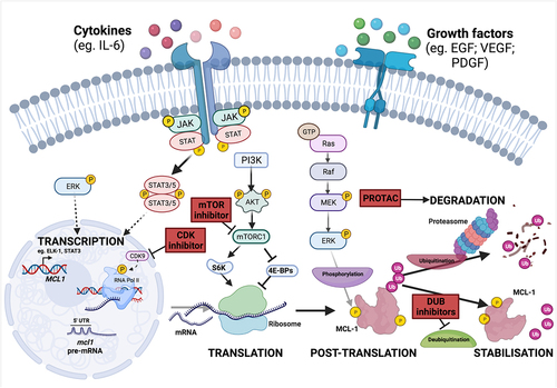 Figure 3. Regulation of MCL-1 and mechanisms to reduce MCL-1 levels. MCL1 expression is stimulated following the receipt of diverse extracellular cytokines and growth factors. The signalling pathways which are predominantly responsible for inducing MCL-1 transcription, translation and protein stability include the PI3K/AKT pathway, JAK/STAT signalling and the MEK/ERK cascade. MCL1 mRNA is highly unstable and is particularly sensitive to widespread change in the rate of gene expression, protein synthesis and protein degradation. Potential pharmacological methods to decrease MCL-1 levels in cancer are indicated in red boxes. Inhibition of transcription-associated cyclin-dependent kinases (CDKs), such as CDK9, leads to decreased levels of short-lived mRNA and proteins, including MCL-1, and CDK inhibitors are undergoing clinical trials. MCL-1 protein normally has a short half life, and levels are strongly impacted by changes in the rate of translation. Inhibitors of mTOR may represent a viable approach to suppress cap-dependent translation and thereby reduce MCL-1 protein. MCL-1 stability can also be targeted by proteolysis-targeting chimeras (PROTACs) which selectively bind a target protein and recruit an E3 ligase to initiate proteosomal degradation. A series of deubiquitinases (DUBs) have been reported to remove ubiquitin moieties and thus stabilise MCL-1, and DUB inhibitors could also have the potential to prevent MCL-1 deubiquitination and thereby reduce MCL-1 protein levels.