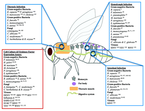 Figure 1. Human microbes extensively studied in Drosophila. Human microbes studied during their interaction with Drosophila in wound (thoracic pricking), systemic (hemolymph injection), or intestinal (feeding) infection assays. While depicted in adult flies, many hemolymph and intestinal infections are studied in larvae. In addition, microbial virulence factors have been expressed in live Drosophila tissues or Drosophila tissue culture cells have been studied upon infection with various human microbes.