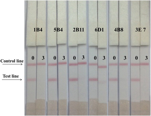 Figure 4. The sensitivity of the immunochromatographic assay in urine for RCT different antibodies (0.3 ng/ml from left to right).
