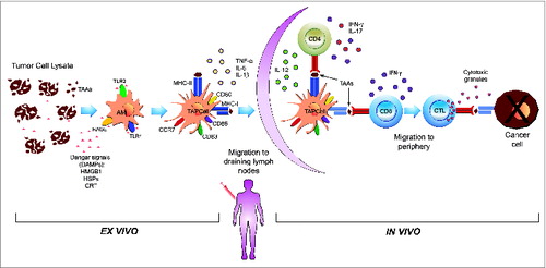 Figure 1. Summary of the effects of stressed cancer cell-derived lysates on the phenotypic and functional characteristics of ex vivo-generated DCs. The ex vivo stimulation of therapeutic TAPCells with 2 different cancer cell-derived lysates (TRIMEL and TRIPRO) induced rapid (24–48 hours) and committed maturation to Th1/Th17 polarizing DCs. This is achieved through the engagement of different cancer cell-expressed DAMPs (e.g. CRT and HMGB1), and by induction through a previous heat conditioning of cancer cells, with different innate immune-receptors (e.g., TLR2, TLR4, and RAGE) expressed on the surface of AM (an immature DC phenotype). These functional characteristics include the secretion of pro-inflammatory cytokines (TNF-α, IL-6, and IL-1β), the migration capacity to draining lymph nodes, Th1 and Th17 polarizing cytokines (IL-12, IFN-α, and IL-17) and the presentation and cross-presentation of TAAs to naïve CD4+ and CD8+ T lymphocytes, respectively, which can explain, at least in part, the in vivo responses observed in vaccinated MM and prostate cancer patients.Citation14,27–29,31,110