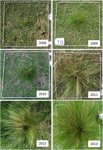 Figure 2. Images of a particular N. trichotoma plant (#19, Farm O) in Experiment 1 recorded in Sep/Oct 2008, 2009, 2010, 2011, 2012 and 2013 with basal diameters of 30, 51, 70, 91, 121 and 155 mm, respectively (average growth rate = 25.0 mm year−1). Quadrat shown in images is 0.5 m × 0.5 m.