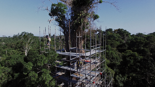 Figure 2. Tree (2021). Photo credit courtesy of Ai Weiwei Studio.