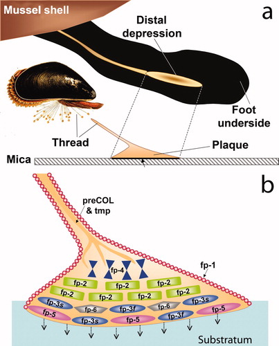 Figure 2. Schematic view of a mussel byssal plaque. (a) each plaque is made by the mussel (inset) in a few minutes in the distal depression of the foot; (b) molecular model of the plaque. Approximate distribution of known plaque proteins is shown in relation to the substratum (adherend B). Dopa-containing proteins nearest the interface with the substratum and with known adhesion to mica are mfp-3 (fast and slow), mfp-5, and mfp-6. Adapted from Hwang et al. (2010). ©The American Society of Biochemistry & Molecular Biology.