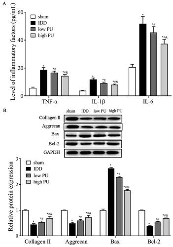 Figure 2. Effects of PU on inflammatory factors and ECM, apoptosis related proteins in IDD rats. (A) The contents of TNF-α, IL-6, and IL-1β in IVD tissues were analysed by ELISA; B: The protein expression levels of Collagen II, Aggrecan, Bax and Bcl-2 were analysed by western blot. Data are represented by mean ± SD, n = 9. *p < 0.05, vs. Sham group, #p < 0.05, vs. IDD group, &p < 0.05, vs. low PU group.