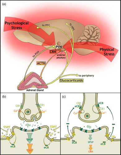 Figure 2.  The HPA-axis and its glucocorticoid feedback mechanisms including exemplary eCB-mediated negative feedback in the PVN. (a) Neuronal input into the HPA-axis from psychological stressors originates from cortical-based cognitive and decision-making brain areas, whereas input from physical stressors is from lower hindbrain regions (Herman et al. Citation2003). These inputs culminate in the activation of neurosecretory cells in the PVN and the release of CRH. In the anterior pituitary, CRH stimulates the release of ACTH into circulation where it activates glucocorticoid production in the adrenal cortex. Glucocorticoids travel to the periphery to have widespread physiological effects as well as providing negative feedback to the HPA-axis via several brain areas, including the PVN, PFC, and hippocampus (HPC; de Kloet et al. Citation2005; Pecoraro et al. Citation2006). (b) Glucocorticoid fast feedback in the PVN stimulates membrane-associated GRs, which in turn leads to the synthesis of (eCBs; Di et al. Citation2003; Tasker et al. Citation2006). (c) eCBs activate presynaptically located CB1 receptors to inhibit further neurotransmitter release. Glutamatergic activation of EPSPs in the postsynaptic neurosecretory cell is reduced, subsequently leading to decreased CRH release and downregulation of HPA-axis activity (Di et al. Citation2003; Tasker et al. Citation2006).