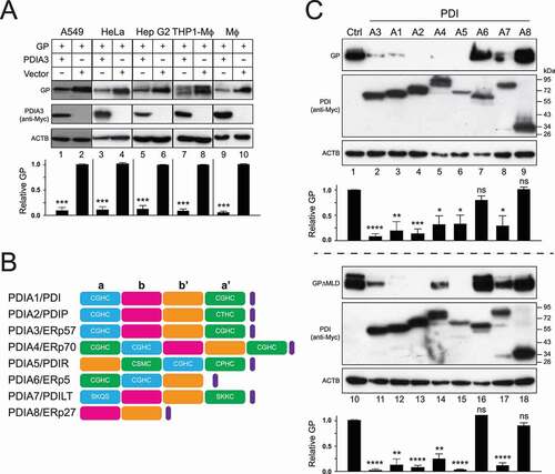 Figure 8. Broadness of the PDIA3 inhibitory activity. (a) GP and PDIA3 were expressed in A549 cells, HeLa cells, Hep G2 cells, THP1-derived macrophages (THP1-Mϕ), and primary mouse macrophages (Mϕ), and their expression was detected by WB. (b) Schematic diagrams of eight PDI family members are shown. TLDs (a, a’, b, and b’) are shown in blue, green, purple, or Orange, respectively. An ER retention sequence is shown in purple. The canonical CGHC or its similar motifs in TRX-like domains are indicated. (c) GP and GP∆MLD were expressed with indicated eight PDI family members in HEK293T cells and their expression was analyzed by WB. The levels of GP in A and C were further quantified. Error bars in A and C represent SEMs calculated from three independent experiments. *p < 0.05, **p < 0.01, ***p < 0.001, ****p < 0.0001, ns (p > 0.05).