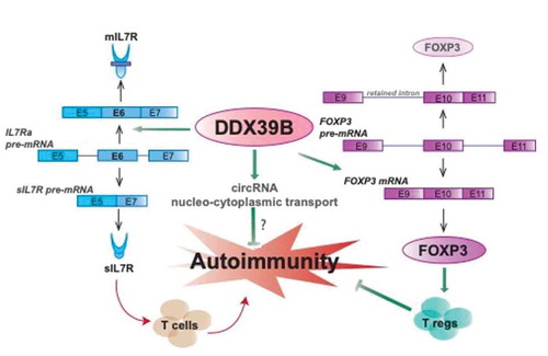 Figure 2. DDX39B, a guardian of tolerance. (Left) DDX39B is a potent activator of IL7R exon 6, which leads to lower levels of sIL7R. Since sIL7R promotes autoimmunity, the effect of DDX39B is to decrease the tendency towards autoimmunity. (Centre) DDX39B mediates nucleocytoplasmic transport of circular RNAs, which repress innate immune and autoimmune reactions. (Right) DDX39B promotes expression of Forkhead Box P3 (FOXP3) by enhancing the splicing of weak introns. FOXP3 is a master regulator of the development and function of CD4+/CD25+ T regulatory (T reg) cells, which downregulate autoimmunity. Arrows indicate activation and bar-headed lines indicate repression, and green arrows or bar-headed lines indicate processes that promote tolerance and red arrows indicate processes that promote autoimmunity