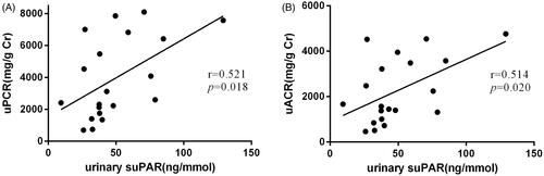 Figure 2. (A, B) The correlation between urinary protein/albumin creatinine ratio and urinary suPAR.