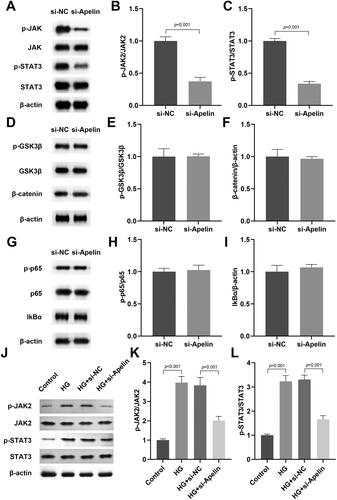 Figure 5. Apelin modulated the JAK2/STAT3 signalling pathway in the HG stimulated MIO-M1 cells.The effects of Apelin on the JAK2/STAT3 (A-C), Wnt/β-catenin (D-F), and NFκB (G-H) signalling pathway in the MIO-M1 cells were detected by western blot. (J-L) After si-Apelin transfection, the protein levels of p-JAK2 and p-STAT3 in the HG stimulated MIO-M1 cells were assessed with western blot. ***P < 0.001, ##P < 0.01.