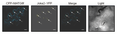 Figure 4 Co-localization of Joka2-YFP and CFP-NtATG8f in Nicotiana benthamiana grown in sulfur-deficient medium for 2 d before agroinfiltration. The parts show accumulation of CFP-NtATG8f fluorescence signal (CFP-NtATG8f), accumulation of NtJoka2-YFP fluorescence signal (Joka2-YFP), overlay of both (Merge) and the corresponding tissues under bright field (Light). The white arrow indicates the site of signals co-localization. Scale bars (10 µm) are shown.