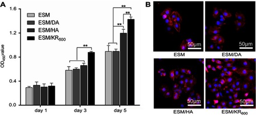 Figure 5 In vitro effects of the composite membranes on HaCaT cells (n=3). (A) OD values measured by the CCK8 assay at days 1, 3 and 5 post-seeding in different groups. (B) Fluorescence images of HaCaT cells at day 5 post-seeding in different groups. **P<0.01.
