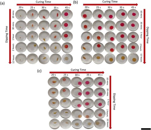 Figure 2. Optimisation of curing time, thickness, and pH responsiveness for disks with various thicknesses: (a) 0.3 mm, (b) 0.6 mm, and (c) 0.45 mm. Scale bar = 20 mm.