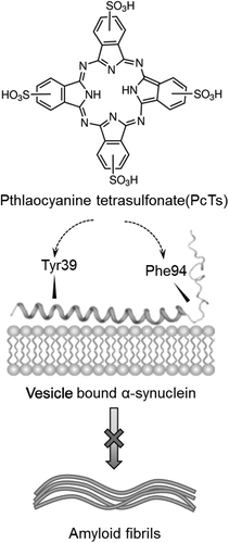 Figure 4. Inhibition of the pathogenic aggregation of vesicle bound α-synuclein by PcTS. The N-terminal ~100 residues of α-synuclein adopt an α-helical conformation upon binding to vesicles. The small molecule aggregation inhibitor PcTS binds to the aromatic residues Tyr39 and Phe94 of α-synuclein and thereby stabilizes the α-helical conformation.[Citation126] This delays pathogenic aggregation of α-synuclein in a physiological vesicle environment.