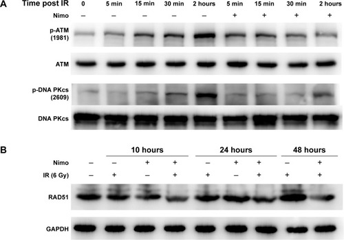 Figure 5 Nimotuzumab inhibits phosphorylation of DNA repair-related proteins in KYSE-150R cells.