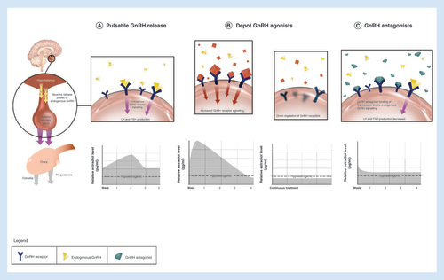 Figure 1. Mechanism of action of gonadotropin-releasing hormone antagonists versus depot gonadotropin-releasing hormone agonists.The figures in the upper level present the interaction of native GnRH (A), depot GnRH agonists (B) and GnRH antagonists (C) with the GnRH-R in the pituitary gland. The corresponding figures in the lower level present relative estradiol suppression. (A) Native GnRH is released in a pulsatile manner from the hypothalamus. The frequency of GnRH pulses regulates cyclic changes in gonadotropins (LH, FSH) and estradiol concentrations during the cycle. (B) Depot GnRH agonists initially stimulate the HPO axis, which results in a transient hormonal flare. Continued stimulation of GnRH-R consequently leads to their desensitization and profound suppression and profound estradiol suppression. (C) GnRH antagonists competitively bind to GnRH-R and produce rapid and dose-dependent suppression of the HPO axis, which results in a partial estradiol suppression at lower doses to nearly full suppression at higher doses.FSH: Follicle-stimulating hormone; GnRH: Gonadotropin-releasing hormone; GnRH-R: GnRH receptor; HPO: Hypothalamo–pituitary–ovarian; LH: Luteinizing hormone.