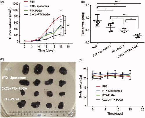 Figure 6. In vivo antitumor evaluation in B16 xenografted C57 mice. (A) Tumor volume over the treatment regimen (n = 8); (B) Tumor weight at the experimental endpoint; (C) Representative tumor tissues after treatment; (D) Change in body weight over the regimen.