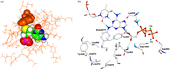 Figure 2 Inhibitor docking results. a) Lamivudine-TP/polymerase α complex. The sulphur atom of the lamivudine thioribose produces a steric clash with tyrosine 865 of the active site. Amino acids are shown in orange coloured lines, Tyr 865 (orange) and lamivudine-TP are shown as space filled models (carbon = green, hydrogen = white, nitrogen = blue, oxygen = red, phosphorus = magenta, sulphur = yellow). b) BuAdATP bound in the active site pocket of the polymerase α model. BuAdATP is presented in ball-and-stick mode. Hydrogen bonds are shown as black dashed lines (colour code see Figure 1).