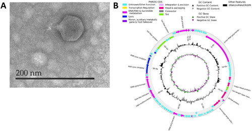 Figure 3. The phage ΦPASB7. (A) Electron microscopy imaging of ΦPASB7, a short-tailed phage. (B) The genome organization map of phage ΦPASB7 created by PHAROKKA. Each ORF is annotated with its respective transcription direction and highlighted using distinct colors corresponding to their functional roles.