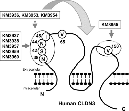 Fig. 3. Schematic representation of epitopes recognized by anti-CLDN3 MAbs.