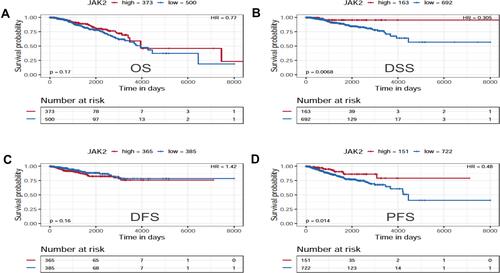 Figure 4 The prognostic value of JAK2 protein in BC. (A) The survival curve for OS. (B) The survival curve for DSS. (C) The survival curve for DFS. (D) The survival curve for PFS.