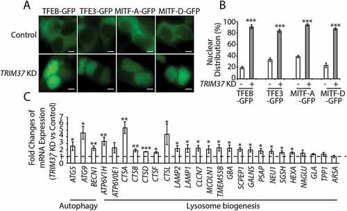 Figure 6. TRIM37 depletion induces nuclear translocation of MiTF/TFE family proteins and activates the CLEAR network. (a and b) HepG2 control and TRIM37 KD cells were transfected with constructs expressing TFEB-GFP, TFE3-GFP, MITF-A-GFP, or MITF-D-GFP. Images were taken after 24 h. Scale bars: 5 μm. (b) Quantification of cells in (a). Approximately 20–30 GFP-positive cells were obtained and the percentages of cells with predominantly nuclear distributions of these GFP fusion proteins were quantified. The results are presented as mean ± SEM (n = 3) based on 3 independent experiments. ***, P < 0.001 (Student’s t test). (c) Real-time PCR analysis of the autophagy genes and lysosome biogenesis genes in HepG2 control and TRIM37 KD cells. Data are shown as mean ± SEM, n = 3. *: p < 0.05, **: p < 0.01, ***: p < 0.001 (Student’s t-test)