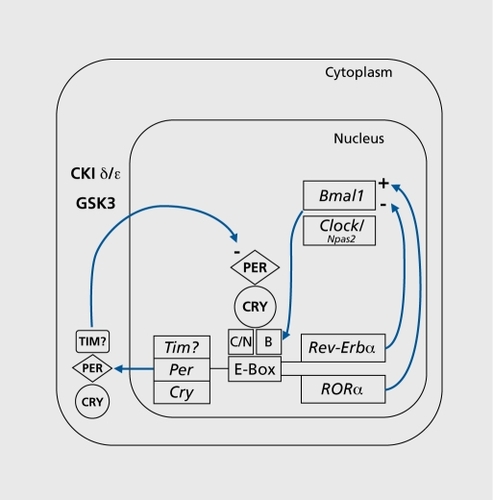 Figure 1. Simplified schematic diagram of the molecular mechanisms of the circadian clock in mammals. See the main text for details. Positive and negative feedbacks are indicated by arrows with a + and a - sign, respectively. Genes and messenger ribonucleic acid (mRNA) are indicated by italics, proteins are in bold caps. C = CLOCK protein; N = NPAS2 protein; B = BMAL1 protein