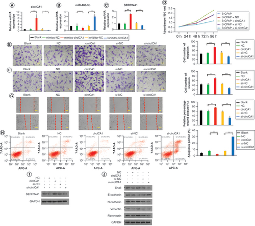 Figure 4. circICA1 inhibition suppressed the proliferation and invasion of B-CPAP cells by regulating the miR-486-3p/SERPINA1 axis. (A–C) qRT-PCR results for circICA1, miR-486-3p and SERPINA1 from B-CPAP cells. (D–G) Cell counting kit-8, migration, invasion and scratch experiments of B-CPAP cells intervened with blank, NC, circICA1, si-NC and si-circICA1. (H) B-CPAP cell apoptosis test by flow cytometry in different groups. (I & J) Western blot analysis of epithelial–mesenchymal transition-related protein expression in B-CPAP cells. Scale bars (E & F) = 50 μm. Scale bars (G) = 100 μm. n = 3.*p < 0.05; **p < 0.01 (one-way analysis of variance).NC: Negative control.