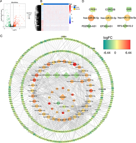 Figure 7 Build a ceRNA network. (A) The volcano map of the differentially expressed miRNA between tumor and control samples; (B) The expressions of top 100 miRNA in heatmap; (C) The prognostic lncRNA-related ceRNA network; (D) The prognostic lncRNA-invasion-related DEmRNA-DEmiRNA extracted from the ceRNA network.