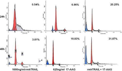 Figure 2. Combination effects of rmhTRAIL and 17-AAG on the apoptosis of U266 cells at 24 and 48 h post-treatment.