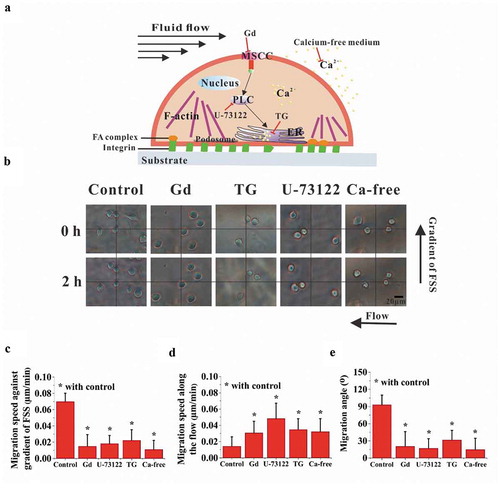 Figure 4. Effect of calcium signaling pathways on cell migration. (a) Schematic diagram of calcium signaling pathway and chemical treatments. (b) Bright-field images of RAW264.7 cells in the locations with large migration angle for 0.1 Pa mm−1 or 0.2 Pa mm−1. The effect of calcium signaling pathways on the migration speed along the FSS gradient (c) and along the flow direction (d). (e) Effect of calcium signaling pathways on the migration angle. *, p < 0.05.