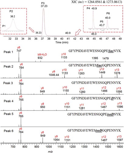 Figure 5. (A) The separation of non-deamidated and deamidated peptides of “GFYPSDIAVEWESNGQPENNYK” in gradient 1. (B) The MS2 fragment ion mass spectra analysis of labelled peaks.