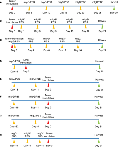 Figure S2 Timelines of animal experiments.Notes: Red arrows indicate the time of tumor inoculation, yellow arrows indicate IgG administration, and green arrows indicate termination. The timelines of breast cancer mouse model (A), melanoma mouse model (B), and colon cancer mouse model (C) for therapeutic experiment or inhibitory experiment. The different routes of administration including injection once before tumor inoculation (D), injection twice with 2 days interval before tumor inoculation (E), injection twice with 2 weeks interval before tumor inoculation (F), and injection twice with 3 weeks interval before tumor inoculation (G) in melanoma mouse model for preventive experiment. The timelines of colon cancer mouse model for preventive experiment (H).Abbreviations: IgG, immunoglobulin G; mIgG, mouse IgG.