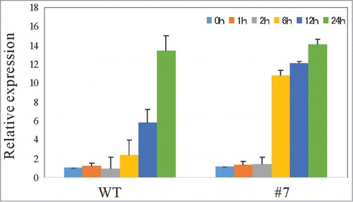 Figure 5. Expression of marker genes for SA-mediated biotic stress responsive pathway are upregulated in PVA31-overexpressing plants with elicitor application A quantitative RT-PCR analysis of PR-1 gene was performed with total RNA isolated from a whole 14-day-old WT plant at various time points (0, 1, 6, 12, and 24 h) following flg22 treatment. UBQ10 was used as an internal control. Each vertical bars represented the mean ± standard error (3 leaves from each plant were used for the analysis).
