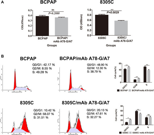 Figure 3 Effects of mAb A78-G/A7 interference on proliferation and cell cycle progression in BCPAP and 8305C cells.Notes: Both BCPAP and 8305C cells were treated with mAb A78-G/A7. Proliferation was assessed with the CCK8 assay and by reading the absorbance value (OD value) at 450 nm on a microplate reader. (A) Cell cycle stage was analyzed by flow cytometry. The horizontal coordinate represents the grouping, respectively are: BCPAP (papillary thyroid cancer cells) and BCPAP/mAb A78-G/A7 (BCPAP cells with mAb A78-G/A7 treated); 8305C (anaplastic thyroid cancer cells) and 8305C/mAb A78-G/A7 (8305C cells with mAb A78-G/A7 treated). The ordinate represents the number of living cells. Data=means±SEM. Compared with the BCPAP blank control group, results showed ns (non-significant, P>0.05); Compared with the 8305C, 8305C/mAb A78-G/A7 showed a significant difference, **P<0.01. (B) The bar graph summarizes the data from the results of mAb A78-G/A7 interference on proliferation and cell cycle progression in BCPAP and 8305C cells. The horizontal coordinate represents the cell cycle, respectively are: GO/G1, G2/M, S. The ordinate represents the number of cells in corresponding cell cycle, including BCPAP (papillary thyroid cancer cells) and BCPAP/mAb A78-G/A7 (BCPAP cells with mAb A78-G/A7 treated); 8305C (anaplastic thyroid cancer cells) and 8305C/mAb A78-G/A7 (8305C cells with mAb A78-G/A7 treated). Data=means±SEM. Compared with the the blank control group, *P<0.05, **P<0.01, ns (P>0.05, non-significant).Abbreviations: mAb A78-G/A7, Thomsen–Friedenreich monoclonal antibody (A78-G/A7); CCK8, cell counting kit-8.