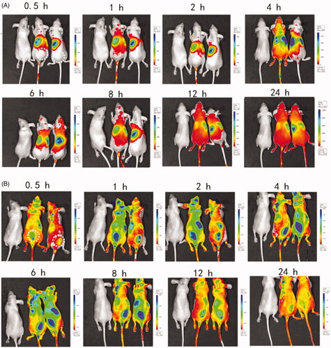 Figure 5. Biodistribution of DiD-PLGA nanoparticles after injected via tail vein of nude mice bearing B16/F10 melanoma cells. (A) In vivo near-IR fluorescence images of tumor-bearing mice treated without chemokines. (B) In vivo near-IR fluorescence images of tumor-bearing mice treated with chemokines. The dotted circle area of represents the injected site of thermosensitive hydrogels laden with chemokines.