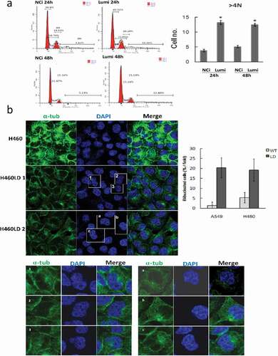 Figure 4. Downregulation of lumican elicits aberrant mitosis.