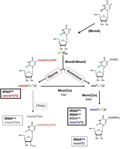 Figure 1. The MnmEG pathways in E. coli.The MnmEG complex uses the glycine and ammonium pathways to synthesize cmnm5s2U and nm5s2U, respectively. The MnmC(o) and MnmC(m) activities of MnmC transform cmnm5s2U into nm5s2U and nm5s2U into mnm5s2U, respectively. Notably, cmnm5s2U is the prevalent modification in tRNAGlnUUG, as this tRNA is not a substrate for MnmC(o), whereas mnm5s2U is prevalent in tRNALysUUU and tRNAGluUUC.