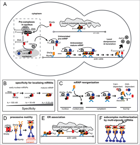 Figure 1. Schematic drawings of ASH1 mRNA localization in budding yeast. (A) Overview cartoon showing the major components of the transport complex and their sites of action. Left side indicates the mother cell, right side the daughter cell. (B) Directionality of ASH1 mRNP assembly is warranted by a gradient of affinity and specificity from the initial assembly of the co-transcriptional mRNP to the mature cytoplasmic transport complex. (C) Schematic representation of complex reorganization at the nuclear pore and at the bud tip. (D) Cartoon showing the stoichiometries and number of molecules assembling into a motile transport complex.Citation120 (E) Scheme of the ER association of the ASH1 mRNP and its sub-complexes. For a more detailed assessment of ER inheritance, please see the concomitant review by Singer-Krüger and Jansen.