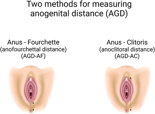 Figure 1 Depiction of measurements used for the two metrics of anogenital distance, in women.