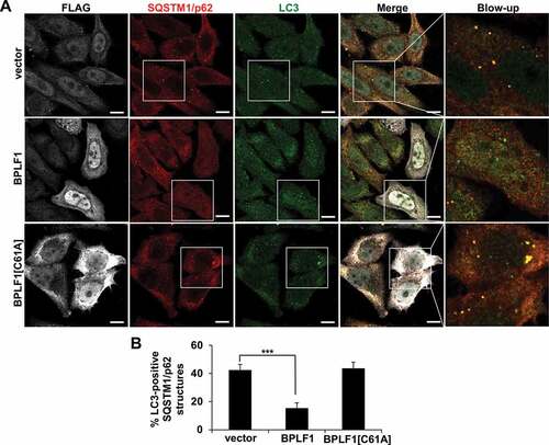 Figure 6. BPLF1 inhibits the recruitment of LC3 to SQSTM1/p62-positive structures. (A) HeLa cells expressing catalytically active or inactive BPLF1 or vector control were stained for endogenous SQSTM1/p62 and LC3. In cells expressing catalytically active BPLF1 a significant decrease of LC3 recruitment to SQSTM1/p62-positive structures was observed. (B) Quantification of the data presented in A. Mean ± SEM of the % LC3-positive SQSTM1/p62 dots detected in 14, 22 and 24 images pooled from two independent experiments. Statistical analysis was performed using Student t-test. ***P ≤ 0.001