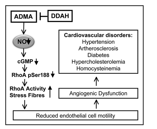 Figure 1 Summary of the role of DDAH/ADMA in vascular function and homeostasis. Increased ADMA levels are associated with cardiovascular disorders, which are related to dysfunctional endothelial cell responses and may be reversed by modulating DDAH activity. ADMA inhibits NO production, resulting in activation of RhoA and stress fibres though inhibition of PKG activity and reduction of RhoA phosphorylation at Ser188. This pathway results in reduced endothelial cell motility and angiogenesis, which is reversed by DDAH activation.