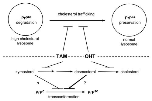 Figure 2. Possible mechanisms of prion clearance by tamoxifen and OHT. Above dashed line: Tamoxifen and OHT may impair trafficking of cholesterol out of lysosomes. The high cholesterol environment favors PrPSc degradation and/or impairs PrPSc transconformation from PrPC substrate molecules (left lysosome). In contrast, without drug treatment normal cholesterol trafficking supports an environment that prevents PrPSc degradation and/or favors PrPSc formation (right lysosome). Below dashed line: Tamoxifen and OHT inhibit cholesterol biosynthesis at different steps. While tamoxifen treatment leads to zymosterol accumulation, OHT leads to desmosterol accumulation.Citation20 Desmosterol may be a more potent inhibitor of PrPSc formation or promoter of its degradation than zymosterol as indicated by the differently weighted lines impacting on PrPSc formation.